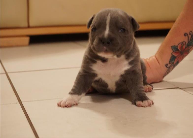 Staffordshire Bull Terrier Puppies(Teddy)